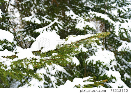 Green branch of spruce in the snow in the park. 78318550