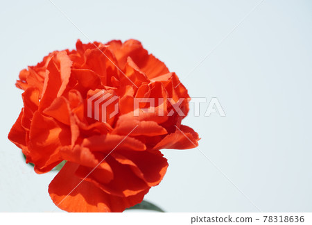 Red carnations against the sky Red carnations against the sky 78318636