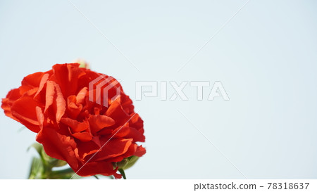 Red carnations against the sky Red carnations against the sky 78318637