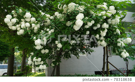 There are many white flowers on the forsythia tree. There are many white flowers on the forsythia tree. 78318638