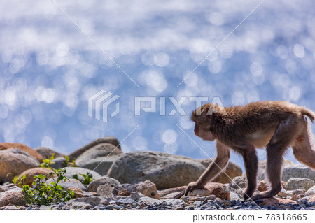 (靜岡縣) Minamiizu Hagachizaki Monkey Bay 沿著海灘散步的猴子 (靜岡縣) Minamiizu Hagachizaki Monkey Bay 沿著海灘散步的猴子 78318665
