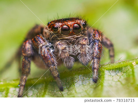 Female jumping spider Evarcha falcata close up portrait 78318715