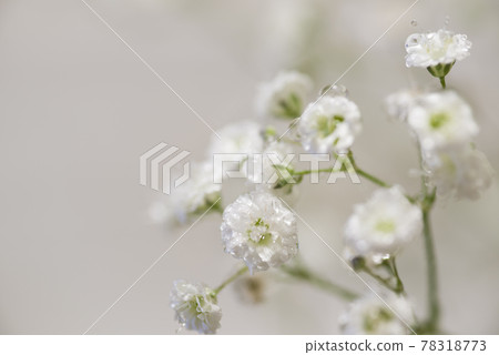 它是一朵白色滿天星花的特寫照片。 78318773