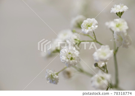 它是一朵白色滿天星花的特寫照片。 它是一朵白色滿天星花的特寫照片。 78318774