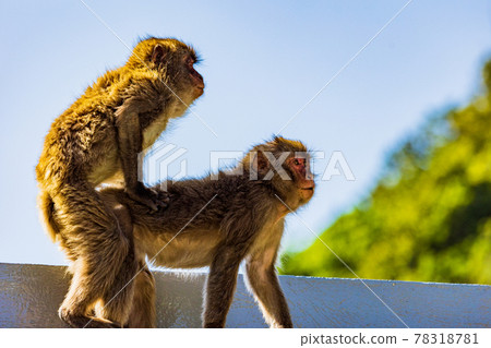 (Shizuoka Prefecture) Minamiizu Hagachizaki Monkey Bay Mating monkeys (Shizuoka Prefecture) Minamiizu Hagachizaki Monkey Bay Mating monkeys 78318781