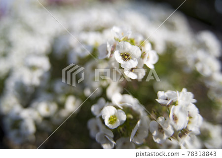 The name of these white flowers is Sweet Alyssum. The scientific name is Lobularia maritima. 78318843