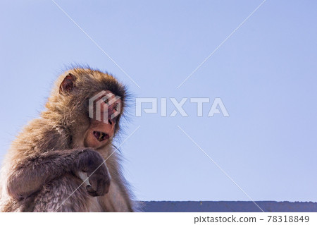 （靜岡縣）Minamiizu Hagachizaki Monkey Bay，沙灘上的小猴子 78318849