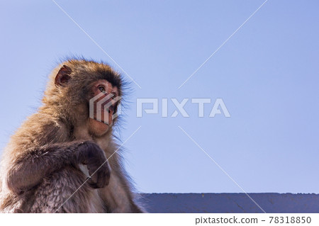 (Shizuoka Prefecture) Minamiizu Hagachizaki Monkey Bay, a young monkey on the beach 78318850