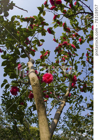 粉色山茶花盛開。學名是山茶。 78318957