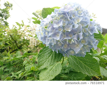 Light blue hydrangea Light blue hydrangea 78318971