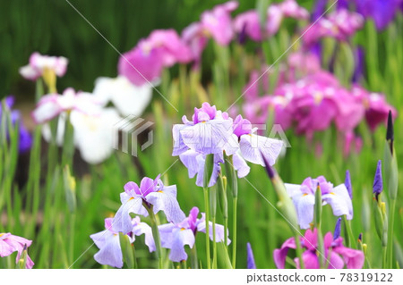 Horikiri Gion colorful flower buds 78319122