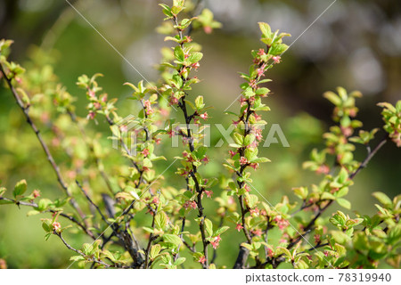 毛毛李的幼果 78319940