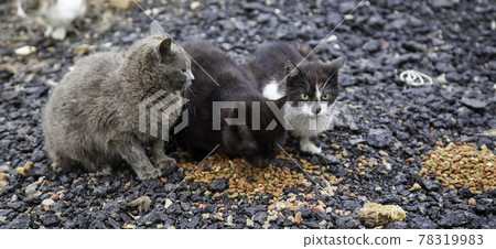 Cats eating in the street Cats eating in the street 78319983