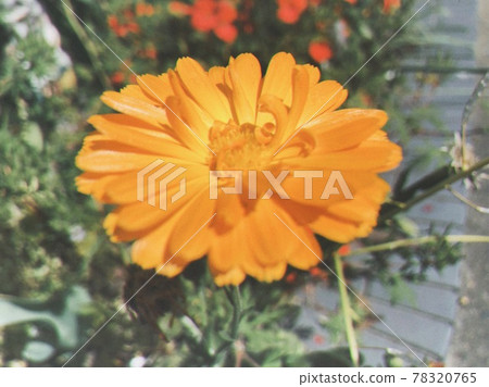 黃色和橙色的花 黃色和橙色的花 78320765