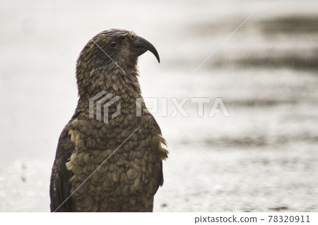 Kea mountain parrot, a mountain bird native to New Zealand Kea mountain parrot, a mountain bird native to New Zealand 78320911