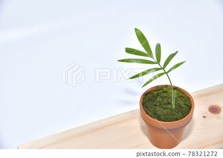 Ornamental plant table palm planted in a small flowerpot 78321272