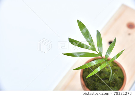 Ornamental plant table palm planted in a small flowerpot 78321273