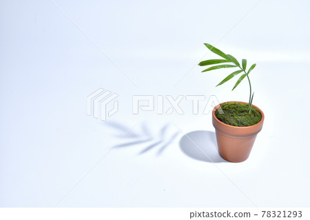 在一個小花盆種植的裝飾植物桌棕櫚 在一個小花盆種植的裝飾植物桌棕櫚 78321293