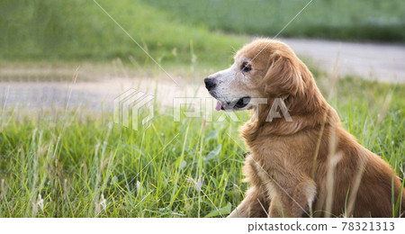 smiling golden dog on green grass 78321313