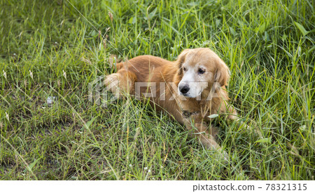 smiling golden dog on green grass smiling golden dog on green grass 78321315