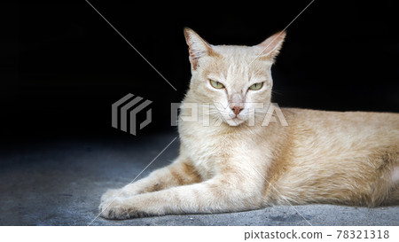 domestic cat on floor for human domestic cat on floor for human 78321318