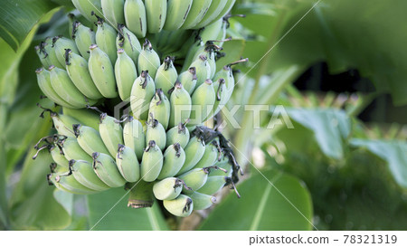green banana fruit on tree in jungle green banana fruit on tree in jungle 78321319