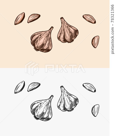 Garlic in vintage style. Seasoning or condiment for food. Engraved hand drawn sketch. 78321366
