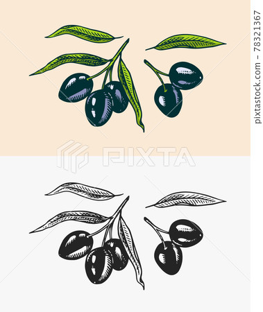 Olive branch of trees. Oil ingredient. Organic vegetarian product. Green plant, twigs and fruits Olive branch of trees. Oil ingredient. Organic vegetarian product. Green plant, twigs and fruits 78321367