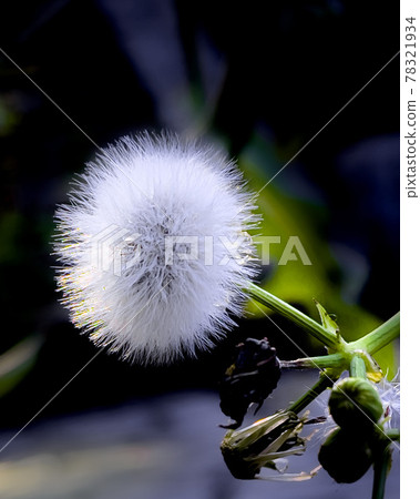 蓬鬆的蒲公英絨毛 蓬鬆的蒲公英絨毛 78321934