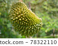 Durian in garden.Fresh organic durian fruits. 78322110