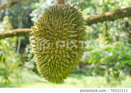 Fresh durian asia fruits.King of fruits with green nature background.Durian in garden 78322111