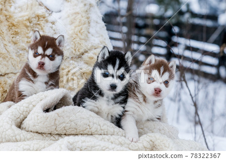 Cute husky puppies, felt boots in the snow and husky puppy 78322367