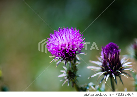 Thistle plant in a mountain meadow Thistle plant in a mountain meadow 78322464