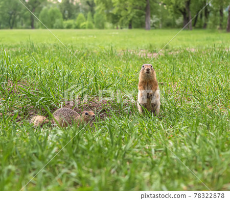 Pair of european gophers are sitting on the lawn looks at the camera. Close-up. Portrait of an animals. 78322878