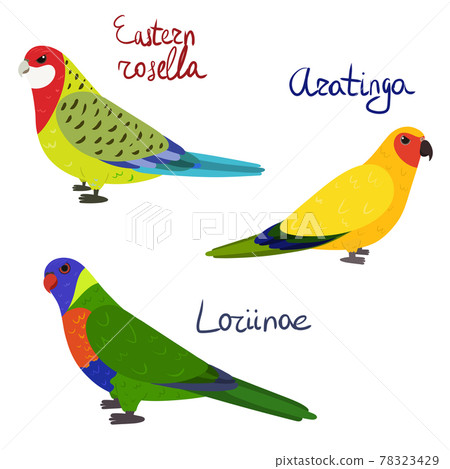 Set of parrot - eastern rosella, aratinga sun parakeet , loriinae, in cartoon style on white background. 78323429