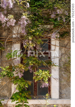 Windows of old mansion framed with blossoming purple wisteria flowers. Natural house facade decoration with wisteria flowers. Windows of old mansion framed with blossoming purple wisteria flowers. Natural house facade decoration with wisteria flowers. 78323503