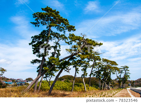 陸奧海風小徑 鹽釜市 浦戶諸島 桂島海灘 松樹 陸奧海風小徑 鹽釜市 浦戶諸島 桂島海灘 松樹 78323546