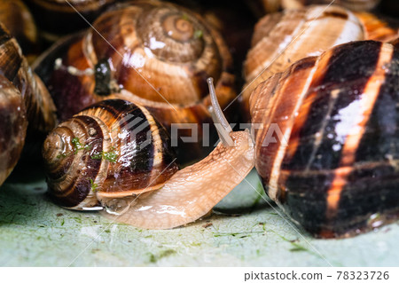 snail close-up near many collected snails 78323726