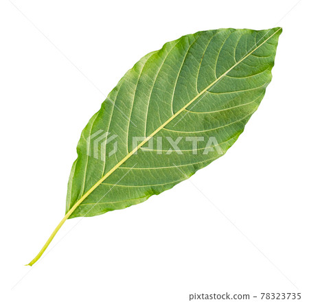 back side of fresh green leaf of tree cut out 78323735