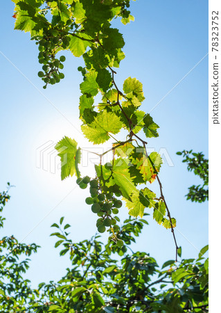 grape vine with blue sky and sun on background grape vine with blue sky and sun on background 78323752