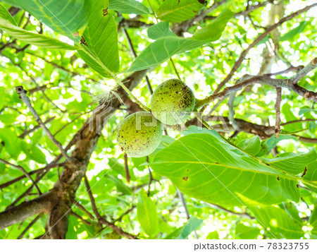 green nuts close-up on walnut tree in orchard 78323755