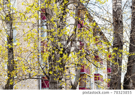 new foliage on old trees near apartment house new foliage on old trees near apartment house 78323855
