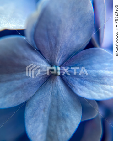 Blue hydrangea petals and buds 78323939