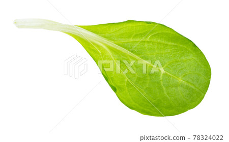 fresh leaf of corn salad (mache) cutout on white fresh leaf of corn salad (mache) cutout on white 78324022