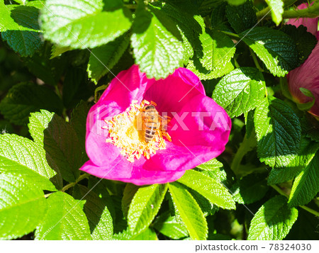bee collects pollen from yellow stamens of flower bee collects pollen from yellow stamens of flower 78324030