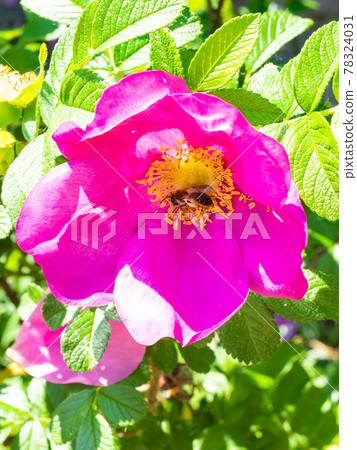 bee collects pollen from pink bloom of dog rose bee collects pollen from pink bloom of dog rose 78324031