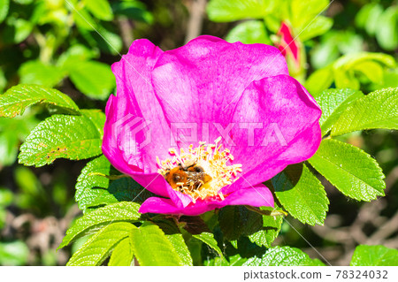 bumblebee collects pollen from pink blossom 78324032