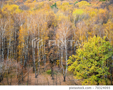 above view of glade in yellow forest in autumn 78324093