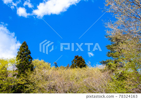 Michinoku Shiokaze Trail Kesennuma Oshima Fresh green on the hillside of Kameyama Michinoku Shiokaze Trail Kesennuma Oshima Fresh green on the hillside of Kameyama 78324163