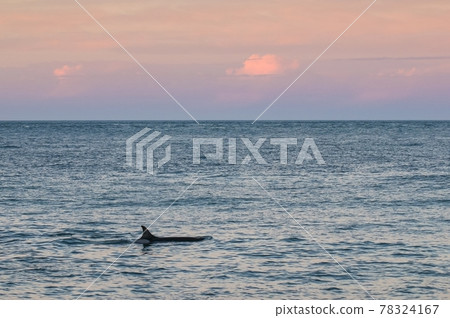 Sea landscape with Orca, Patagonia , Argentina 78324167